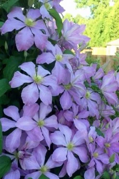 Mrs. Cholmondeley Clematis - 1 Gallon Pot 10 Mrs. Cholmondeley Clematis - 1 Gallon Pot -Outdoor Garden Store clematis mrs cholmondeley 8