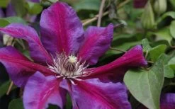 Mrs. Norman Thompson Clematis - 1 Gallon Pot 13 Mrs. Norman Thompson Clematis - 1 Gallon Pot -Outdoor Garden Store clematis mrs n thompson 1