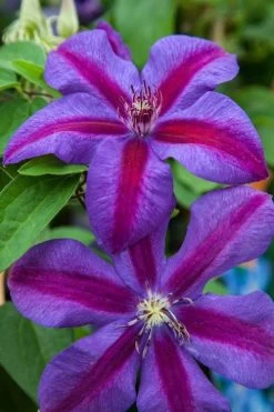 Mrs. Norman Thompson Clematis - 1 Gallon Pot 14 Mrs. Norman Thompson Clematis - 1 Gallon Pot -Outdoor Garden Store clematis mrs n thompson 7