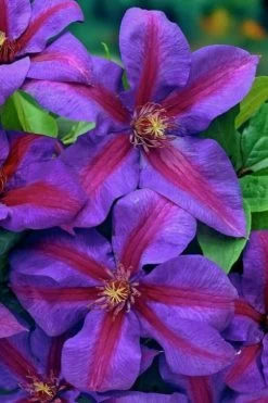 Mrs. Norman Thompson Clematis - 1 Gallon Pot 15 Mrs. Norman Thompson Clematis - 1 Gallon Pot -Outdoor Garden Store clematis mrs norman thompson 20