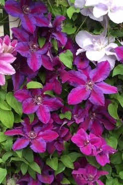 Mrs. Norman Thompson Clematis - 1 Gallon Pot 16 Mrs. Norman Thompson Clematis - 1 Gallon Pot -Outdoor Garden Store clematis mrs norman thompson 25