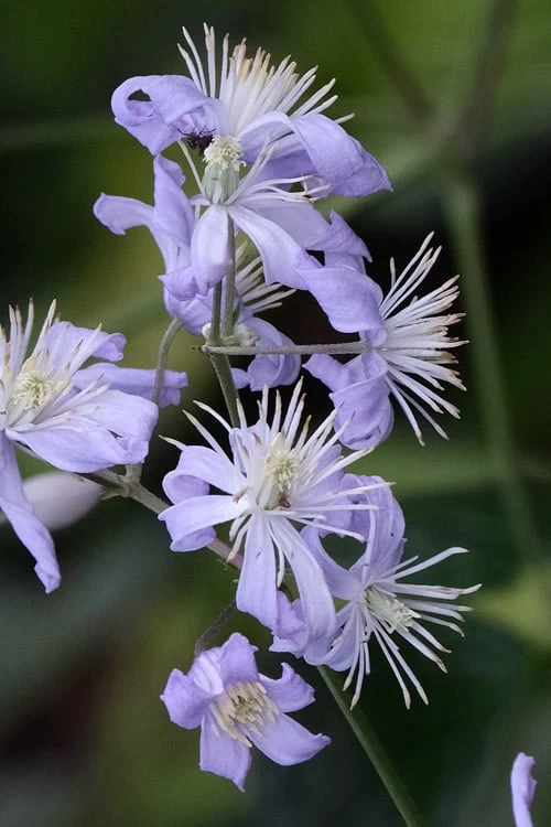 Mrs. Robert Brydon Clematis - 1 Gallon Pot 3 Mrs. Robert Brydon Clematis - 1 Gallon Pot