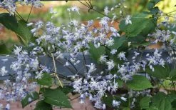 Mrs. Robert Brydon Clematis - 1 Gallon Pot 20 Mrs. Robert Brydon Clematis - 1 Gallon Pot -Outdoor Garden Store clematis mrs robert brydon 11