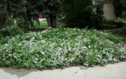 Mrs. Robert Brydon Clematis - 1 Gallon Pot 16 Mrs. Robert Brydon Clematis - 1 Gallon Pot -Outdoor Garden Store clematis mrs robert brydon 4