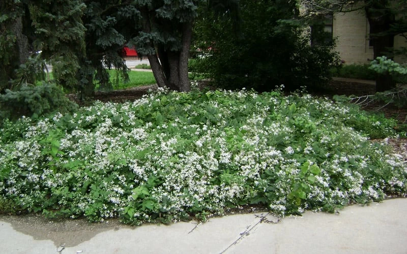 Mrs. Robert Brydon Clematis - 1 Gallon Pot 7 Mrs. Robert Brydon Clematis - 1 Gallon Pot - Image 5