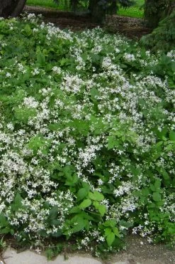 Mrs. Robert Brydon Clematis - 1 Gallon Pot 18 Mrs. Robert Brydon Clematis - 1 Gallon Pot -Outdoor Garden Store clematis mrs robert brydon 6