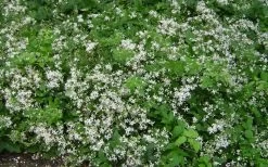 Mrs. Robert Brydon Clematis - 1 Gallon Pot 21 Mrs. Robert Brydon Clematis - 1 Gallon Pot -Outdoor Garden Store clematis mrs robert brydon 7