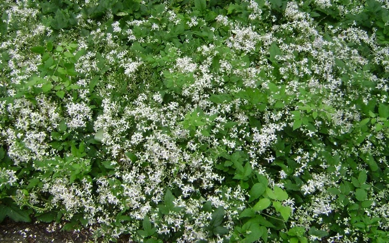 Mrs. Robert Brydon Clematis - 1 Gallon Pot 12 Mrs. Robert Brydon Clematis - 1 Gallon Pot - Image 10