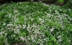 Mrs. Robert Brydon Clematis - 1 Gallon Pot 19 Mrs. Robert Brydon Clematis - 1 Gallon Pot -Outdoor Garden Store clematis mrs robert brydon 8