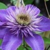 Multi Blue Clematis - 1 Gallon Pot 1 Multi Blue Clematis - 1 Gallon Pot -Outdoor Garden Store clematis multi blue 1 1