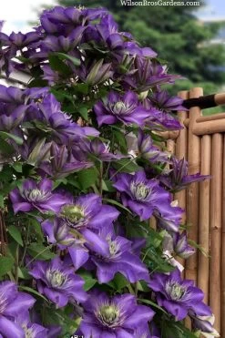 Multi Blue Clematis - 1 Gallon Pot 10 Multi Blue Clematis - 1 Gallon Pot -Outdoor Garden Store clematis multi blue 3 1