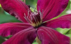 Niobe Clematis - 1 Gallon Pot 11 Niobe Clematis - 1 Gallon Pot -Outdoor Garden Store clematis niobe 1