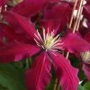 Niobe Clematis - 1 Gallon Pot 2 Niobe Clematis - 1 Gallon Pot -Outdoor Garden Store clematis niobe 4