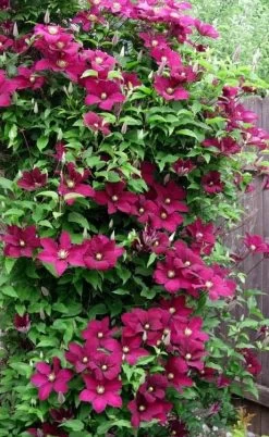Niobe Clematis - 1 Gallon Pot 13 Niobe Clematis - 1 Gallon Pot -Outdoor Garden Store clematis niobe 5