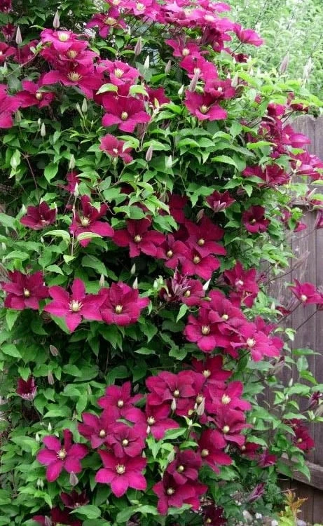 Niobe Clematis - 1 Gallon Pot 8 Niobe Clematis - 1 Gallon Pot - Image 6