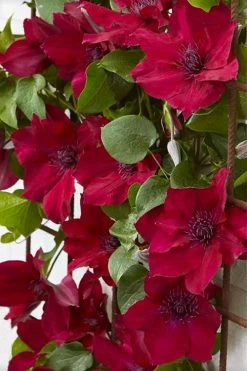 Nubia Clematis - 1 Gallon Pot 15 Nubia Clematis - 1 Gallon Pot -Outdoor Garden Store clematis nubia 4