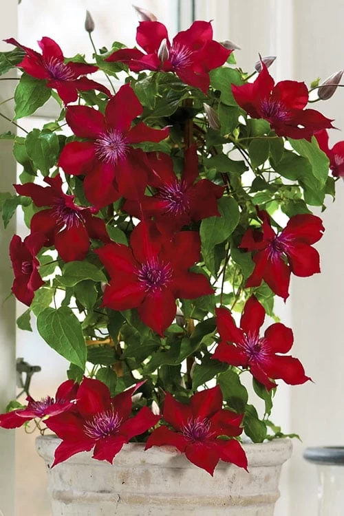 Nubia Clematis - 1 Gallon Pot 9 Nubia Clematis - 1 Gallon Pot - Image 7
