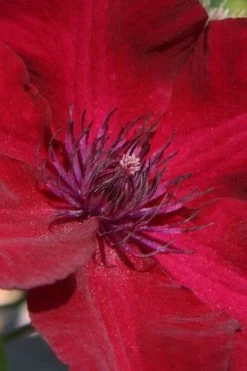 Nubia Clematis - 1 Gallon Pot 13 Nubia Clematis - 1 Gallon Pot -Outdoor Garden Store clematis nubia 6