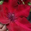 Nubia Clematis - 1 Gallon Pot 1 Nubia Clematis - 1 Gallon Pot -Outdoor Garden Store clematis nubia 7