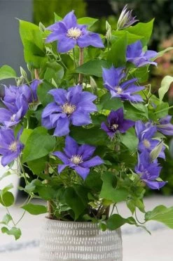 Olympia Clematis - 1 Gallon Pot 13 Olympia Clematis - 1 Gallon Pot -Outdoor Garden Store clematis olympia 1