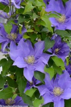Olympia Clematis - 1 Gallon Pot 14 Olympia Clematis - 1 Gallon Pot -Outdoor Garden Store clematis olympia 2
