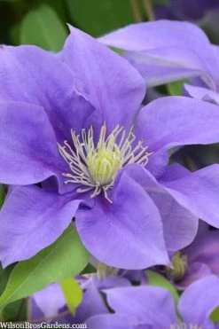 Olympia Clematis - 1 Gallon Pot 17 Olympia Clematis - 1 Gallon Pot -Outdoor Garden Store clematis olympia 5