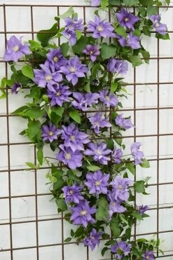 Olympia Clematis - 1 Gallon Pot 16 Olympia Clematis - 1 Gallon Pot -Outdoor Garden Store clematis olympia 6