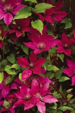 Picardy Clematis - 1 Gallon Pot 9 Picardy Clematis - 1 Gallon Pot -Outdoor Garden Store clematis picardy 9