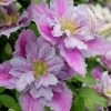 Piilu Clematis (Little Duckling) - 1 Gallon Pot 1 Piilu Clematis (Little Duckling) - 1 Gallon Pot -Outdoor Garden Store clematis piilu 4