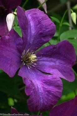 Polish Spirit Clematis - 1 Gallon Pot 18 Polish Spirit Clematis - 1 Gallon Pot -Outdoor Garden Store clematis polish spirit 1