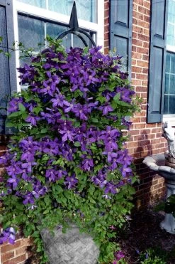 Polish Spirit Clematis - 1 Gallon Pot 15 Polish Spirit Clematis - 1 Gallon Pot -Outdoor Garden Store clematis polish spirit 10