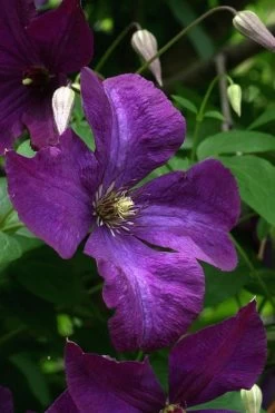 Polish Spirit Clematis - 1 Gallon Pot 19 Polish Spirit Clematis - 1 Gallon Pot -Outdoor Garden Store clematis polish spirit 2