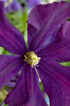 Polish Spirit Clematis - 1 Gallon Pot 17 Polish Spirit Clematis - 1 Gallon Pot -Outdoor Garden Store clematis polish spirit 5