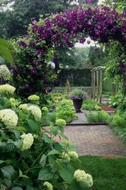 Polish Spirit Clematis - 1 Gallon Pot 14 Polish Spirit Clematis - 1 Gallon Pot -Outdoor Garden Store clematis polish spirit 7