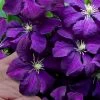 Polish Spirit Clematis - 1 Gallon Pot 1 Polish Spirit Clematis - 1 Gallon Pot -Outdoor Garden Store clematis polish spirit 9