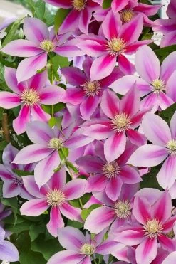 Poseidon Clematis - 1 Gallon Pot 12 Poseidon Clematis - 1 Gallon Pot -Outdoor Garden Store clematis poseidon 11
