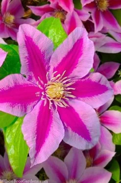 Poseidon Clematis - 1 Gallon Pot 13 Poseidon Clematis - 1 Gallon Pot -Outdoor Garden Store clematis poseidon 12