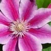 Poseidon Clematis - 1 Gallon Pot 1 Poseidon Clematis - 1 Gallon Pot -Outdoor Garden Store clematis poseidon 8