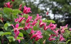 Princess Diana Clematis - 1 Gallon Pot 17 Princess Diana Clematis - 1 Gallon Pot -Outdoor Garden Store clematis princess diana 1