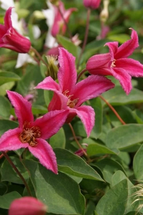 Princess Diana Clematis - 1 Gallon Pot 8 Princess Diana Clematis - 1 Gallon Pot - Image 6
