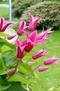 Princess Diana Clematis - 1 Gallon Pot 13 Princess Diana Clematis - 1 Gallon Pot -Outdoor Garden Store clematis princess diana 5