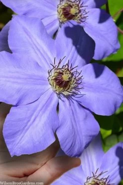 Ramona Clematis - 1 Gallon Pot 15 Ramona Clematis - 1 Gallon Pot -Outdoor Garden Store clematis ramona 9