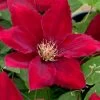 Rebecca Clematis - 1 Gallon Pot 2 Rebecca Clematis - 1 Gallon Pot -Outdoor Garden Store clematis rebecca 11