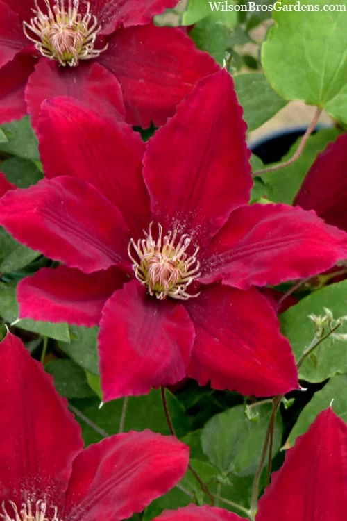 Rebecca Clematis - 1 Gallon Pot 3 Rebecca Clematis - 1 Gallon Pot
