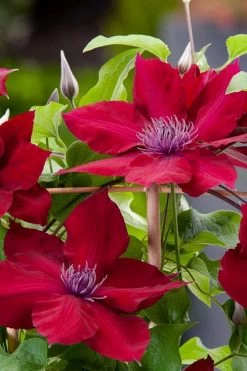 Rebecca Clematis - 1 Gallon Pot 13 Rebecca Clematis - 1 Gallon Pot -Outdoor Garden Store clematis rebecca 4