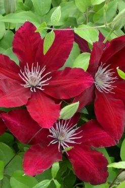 Rebecca Clematis - 1 Gallon Pot 11 Rebecca Clematis - 1 Gallon Pot -Outdoor Garden Store clematis rebecca 5