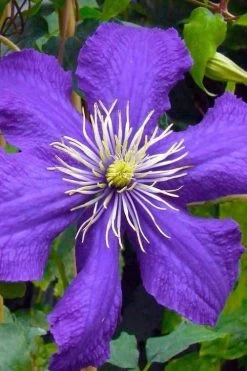 Rhapsody Clematis - 1 Gallon Pot 14 Rhapsody Clematis - 1 Gallon Pot -Outdoor Garden Store clematis rhapsody 3