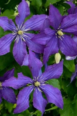 Rhapsody Clematis - 1 Gallon Pot 16 Rhapsody Clematis - 1 Gallon Pot -Outdoor Garden Store clematis rhapsody 4