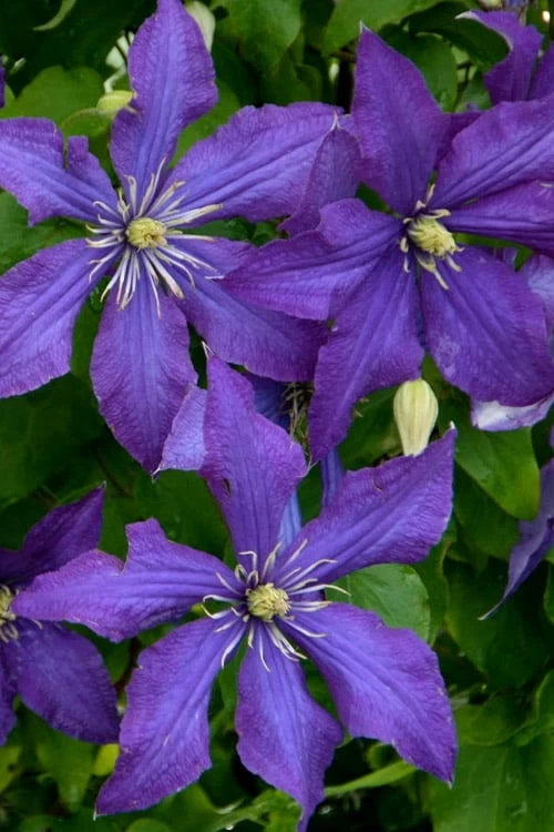 Rhapsody Clematis - 1 Gallon Pot 9 Rhapsody Clematis - 1 Gallon Pot - Image 7