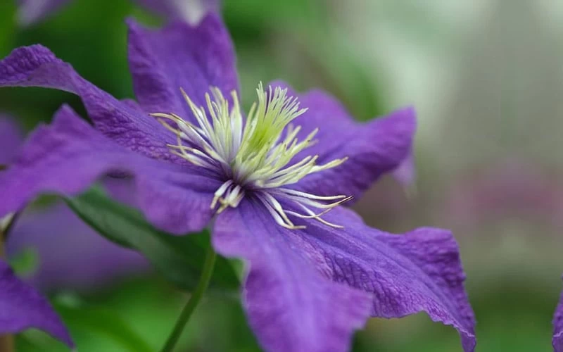 Rhapsody Clematis - 1 Gallon Pot 10 Rhapsody Clematis - 1 Gallon Pot - Image 8